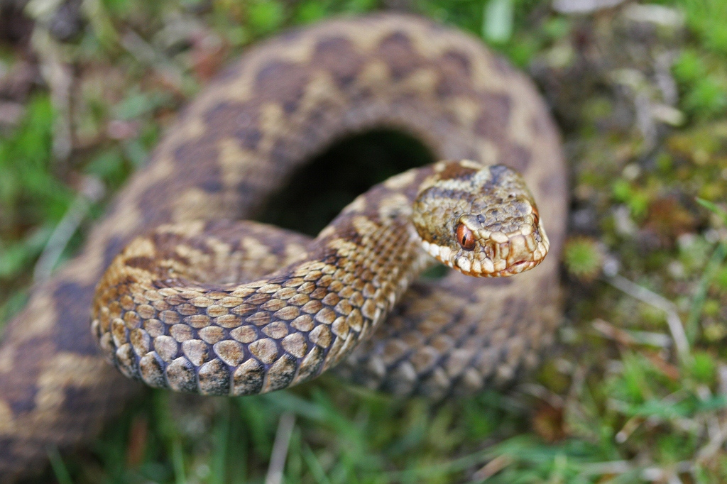 Female adder with good view of vertical pupils (Thomas Brown)